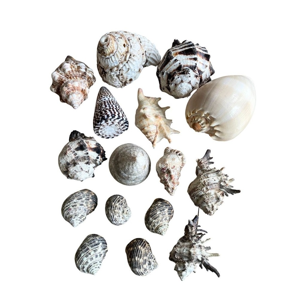 Large Mixed Seashell Collection 16 Natural Beach Shells Craft Decor Display Lot